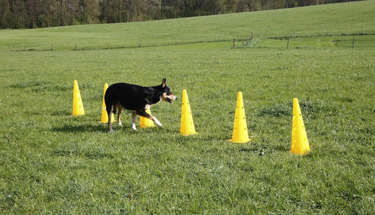 Agility horden set met 6 pylonen en 3 verstelbare stangen geel – hondentraining – behendigheidsset