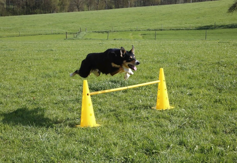 Załaduj obraz do przeglądarki galerii, Agility horden set met 6 pylonen en 3 verstelbare stangen geel – hondentraining – behendigheidsset - happygetfit.com
