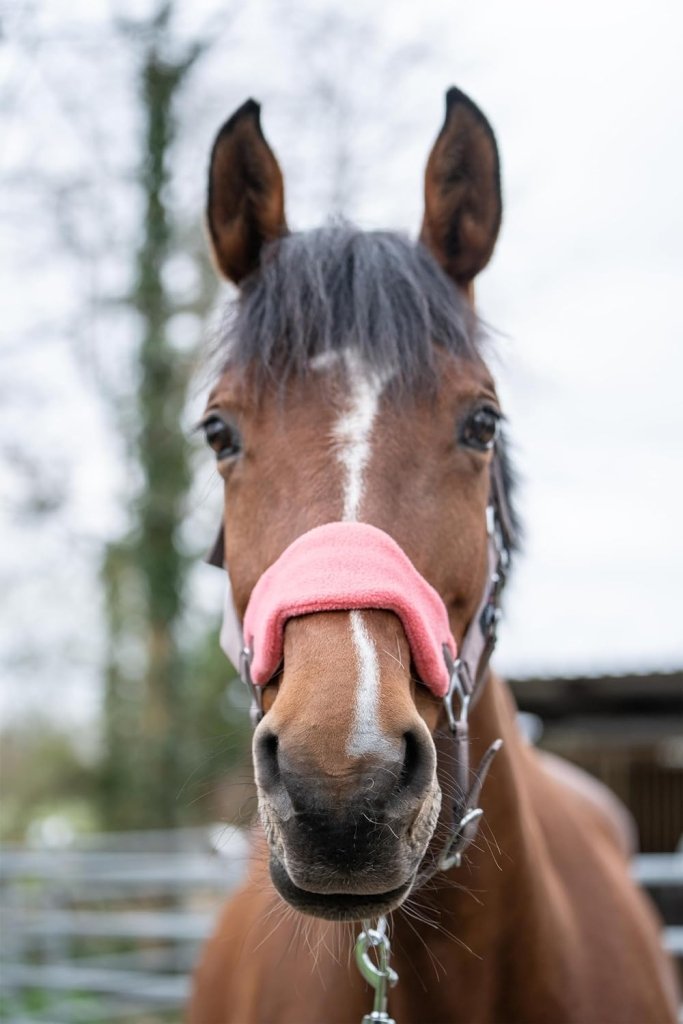 Laad afbeelding in Galerijviewer, Holster met gebreide karabijnhaak &amp; vliegenfranjes, grijs/roze, pony - happygetfit.com
